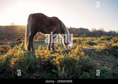 New Forest Pony isst aus dem Gänsebüsch im Heideland des New Forest Hampshire England. Stockfoto