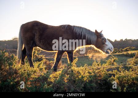 New Forest Pony isst aus dem Gänsebüsch im Heideland des New Forest Hampshire England. Stockfoto