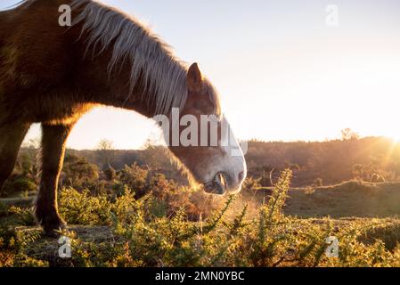 New Forest Pony isst aus dem Gänsebüsch im Heideland des New Forest Hampshire England. Stockfoto