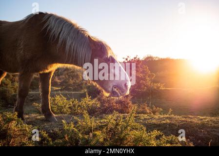 New Forest Pony isst aus dem Gänsebüsch im Heideland des New Forest Hampshire England. Stockfoto