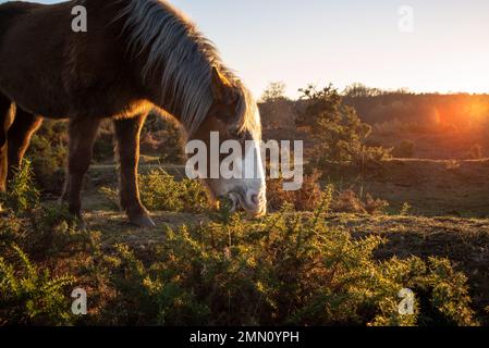 New Forest Pony isst aus dem Gänsebüsch im Heideland des New Forest Hampshire England. Stockfoto