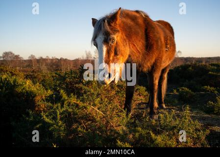 New Forest Pony isst aus dem Gänsebüsch im Heideland des New Forest Hampshire England. Stockfoto