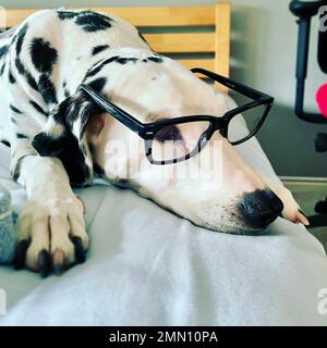 Ein dalmatinischer Hund, der eine Brille trägt Stockfoto