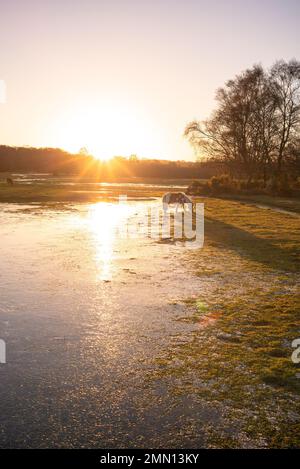 Ein New Forest Pony weidet in einem Feuchtgebiet im New Forest Hampshire England während eines spektakulären Sonnenuntergangs im Winter. Stockfoto