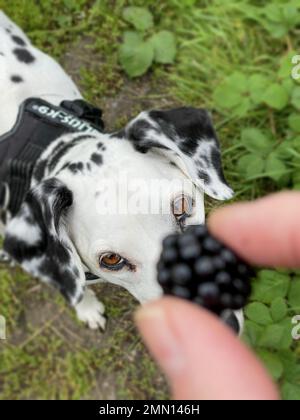Ein dalmatinischer Hund bekommt ein Blackberry-Leckerli Stockfoto