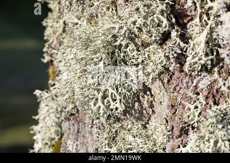 Eichenmoos, Eichenmoosflechte, Eichen-Moos, Eichenmoos-Flechte, Pflaumenflechte, Pflaumen-Astflechte, am Stamm einer Birke, Evernia prunastri, Eakmoss Stockfoto