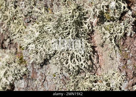 Eichenmoos, Eichenmoosflechte, Eichen-Moos, Eichenmoos-Flechte, Pflaumenflechte, Pflaumen-Astflechte, am Stamm einer Birke, Evernia prunastri, Eakmoss Stockfoto