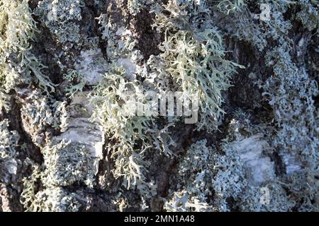 Eichenmoos, Eichenmoosflechte, Eichen-Moos, Eichenmoos-Flechte, Pflaumenflechte, Pflaumen-Astflechte, am Stamm einer Birke, Evernia prunastri, Eakmoss Stockfoto