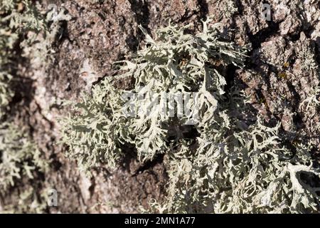 Eichenmoos, Eichenmoosflechte, Eichen-Moos, Eichenmoos-Flechte, Pflaumenflechte, Pflaumen-Astflechte, am Stamm einer Birke, Evernia prunastri, Eakmoss Stockfoto