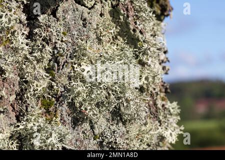 Eichenmoos, Eichenmoosflechte, Eichen-Moos, Eichenmoos-Flechte, Pflaumenflechte, Pflaumen-Astflechte, am Stamm einer Birke, Evernia prunastri, Eakmoss Stockfoto