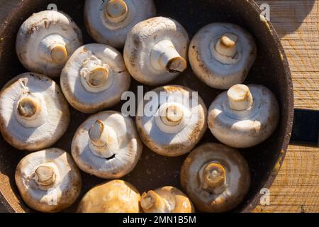 Shampynon Barbecue wird auf Holzkohle gebraten. Zubereitung von Pilzen auf dem Grill auf Spießen, roh und fertig. Essen brennt. Hochwertiges Foto Stockfoto