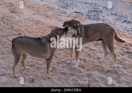 Zwei obdachlose Mungrels schnüffeln an einem Freund von DRG und spielen am Strand. Hunde auf der Straße, Tierklinik, Halsband. Hochwertiges Foto Stockfoto