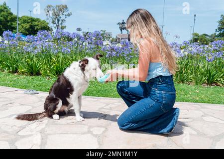 Eine junge, langhaarige Latina-Frau in einem blauen Kleid hockt in der Pause im Park und gibt ihrem Hund Wasser in einer tragbaren Trinkschüssel, Haustier-Betrug Stockfoto