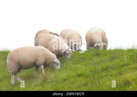 Gruppe holländischer Schafe auf einem Deich mit frischem grünem Gras, isoliert auf weißem Hintergrund Stockfoto