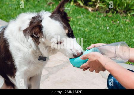 Das Border Collie Hündchen mit weißem und braunem Fell ruht sich im Park aus und trinkt Wasser von einem tragbaren Trinker. Stockfoto