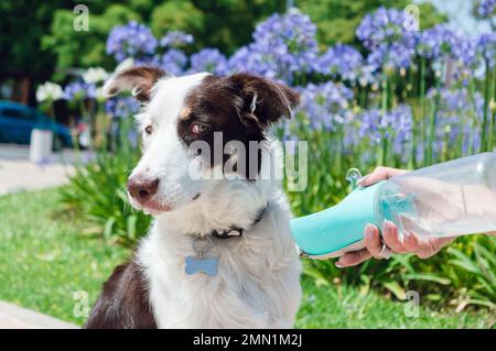 Border Collie Hündchen möchte nicht mehr Wasser von dem tragbaren Trinker trinken, den sein Besitzer ihm anbietet, während der Pause im Park zu sitzen. Stockfoto