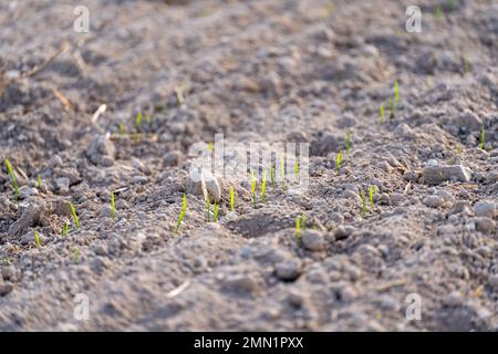 Jungpflanzen aus Winterweizen. Junge Weizenernte auf einem Feld. Feld mit Jungweizen, Gerste, Roggen. Jungweizen, der im Boden wächst. Stockfoto