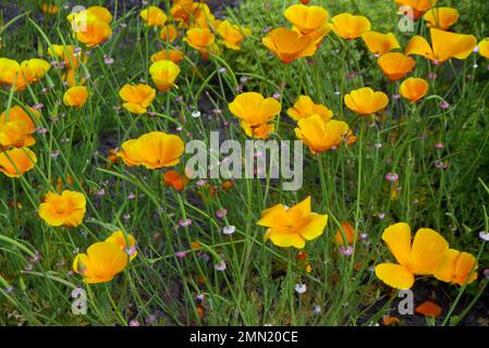 Orange/Gelb Eschscholzia californica „California Poppy“ Flowers Grown at RHS Garden Harlow Carr, Harrogate, Yorkshire, England, Großbritannien. Stockfoto