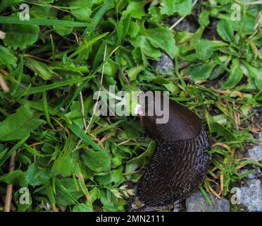 Schwarze Schnecke, die sich von Blumen ernährt Stockfoto