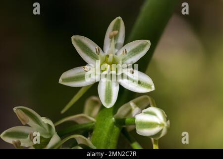 Albuca bracteata, falsche Zwiebel Stockfoto