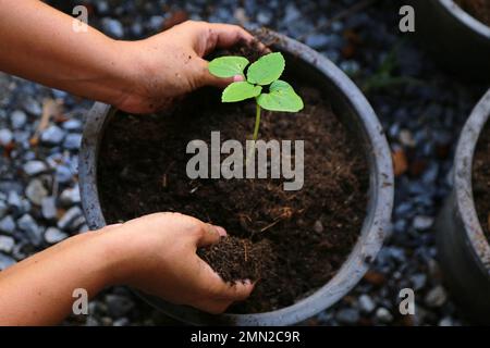 Baby-Gemüse von Hand in Blumentopf Pflanzen. Okra. Gumbo. Der Finger der Baby-Lady. Stockfoto