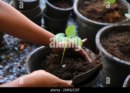 Baby-Gemüse von Hand in Blumentopf Pflanzen. Okra. Gumbo. Der Finger der Baby-Lady. Stockfoto