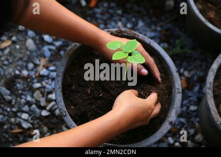 Baby-Gemüse von Hand in Blumentopf Pflanzen. Okra. Gumbo. Der Finger der Baby-Lady. Stockfoto