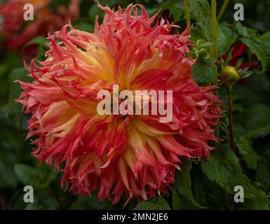 Nahaufnahme einer vollständig blühenden orangefarbenen und roten Dahlienblume, die in Wien, Österreich, gefangen wurde. Stockfoto