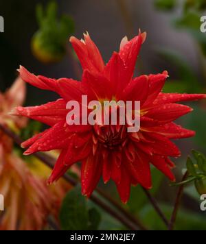 Nahaufnahme einer vollständig blühenden orangefarbenen und roten Dahlienblume, die in Wien, Österreich, gefangen wurde. Stockfoto