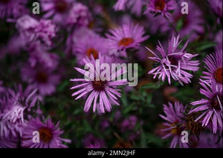 Blick von oben auf voll blühende lila Osterblumen, die in Wien, Österreich, gefangen wurden. Stockfoto