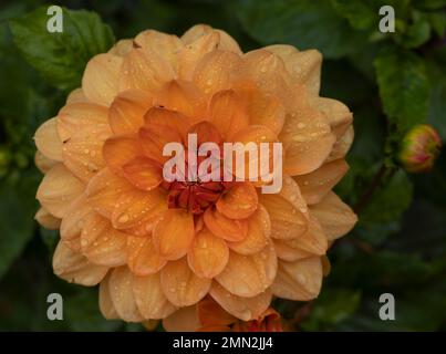 Nahaufnahme einer vollständig blühenden orangefarbenen und roten Dahlienblume, die in Wien, Österreich, gefangen wurde. Stockfoto