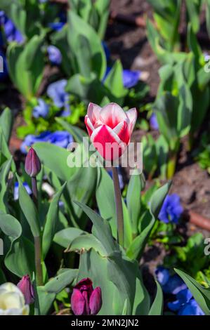 Nahaufnahme einer vollständig blühenden orangefarbenen und roten Dahlienblume, die in Wien, Österreich, gefangen wurde. Stockfoto