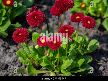 Nahaufnahme einer vollständig blühenden orangefarbenen und roten Dahlienblume, die in Wien, Österreich, gefangen wurde. Stockfoto