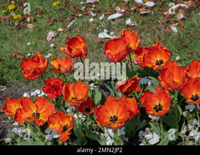 Nahaufnahme einer vollständig blühenden orangefarbenen und roten Dahlienblume, die in Wien, Österreich, gefangen wurde. Stockfoto