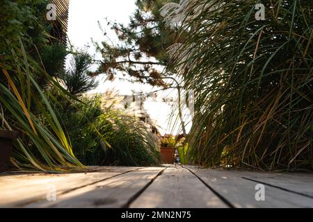 Pflanzen und Holzboden im Hinterhof bei Sonnenuntergang. Nahaufnahme. Stockfoto