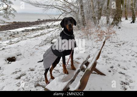 Natürlicher Dobermann im Wintermantel, der mit zwei Füßen auf einer Bank entlang des Küstenpfads steht. Stockfoto