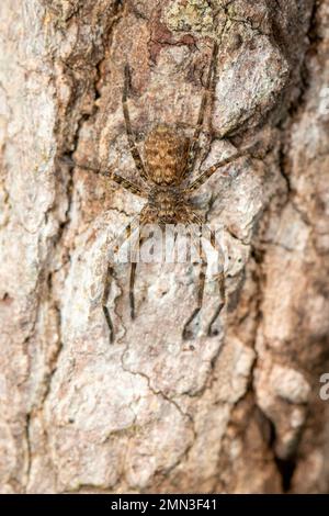 Bild einer braunen Spinne auf einem Baum. Insekten. Ein Tier. Stockfoto