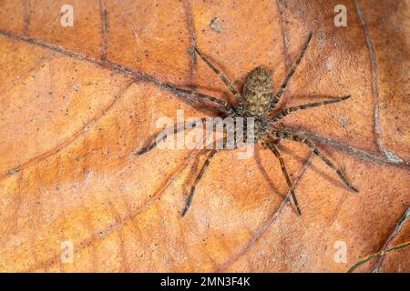 Bild einer braunen Spinne auf trockenen Blättern. Insekten. Ein Tier. Stockfoto