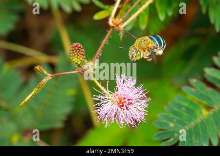 Bild einer Biene mit blauem Band auf violetten Blumen. Insekten. Ein Tier. Stockfoto