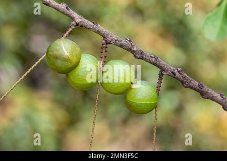 Bild einer frischen indischen Stachelbeere auf dem Baum. Grüne Früchte, die reich an Vitaminen sind. Stockfoto