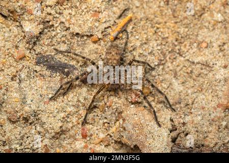Bild einer braunen Spinne auf dem Boden. Insekten. Ein Tier. Stockfoto