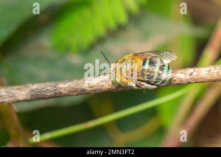 Bild einer Biene mit blauem Band auf dem Ast. Insekten. Ein Tier. Stockfoto