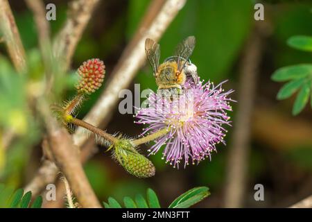Bild einer Biene mit blauem Band auf violetten Blumen. Insekten. Ein Tier. Stockfoto