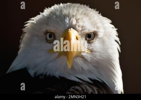Portrait Weißschwanzadler Weißkopfadler, nationaler amerikanischer Raubvogel auf schwarzer Tapete Stockfoto