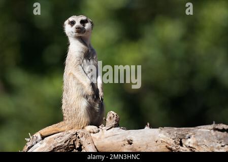 Meerkat, auch bekannt als suricate, sitzt aufrecht auf dem Baumstamm und beobachtet sich in Alarmbereitschaft Stockfoto