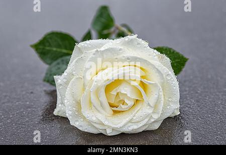 Eine gelbe Rose auf einem grauen Stein auf einem gefrorenen Hintergrund, um Trauer und Erinnerung auszudrücken Stockfoto