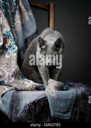 Atemberaubende russische blaue Katze, die elegant auf einem Stuhl in einem Studio sitzt und ihr elegantes Fell, ihre anmutige Haltung und ihren fesselnden Charme zeigt. Stockfoto