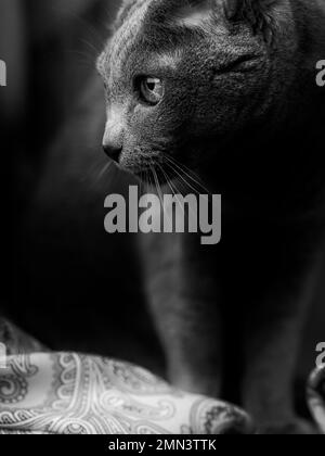 Atemberaubende russische blaue Katze, die elegant auf einem Stuhl in einem Studio sitzt und ihr elegantes Fell, ihre anmutige Haltung und ihren fesselnden Charme zeigt. Stockfoto