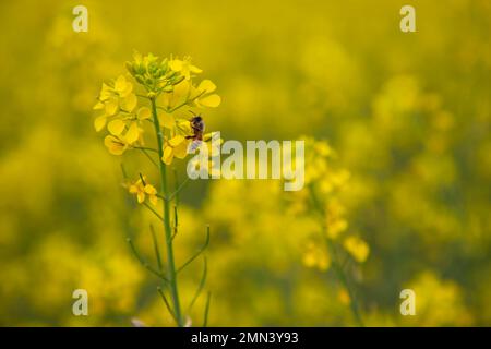 Biene auf einer gelben Blume im Rapsfeld, Makro Stockfoto