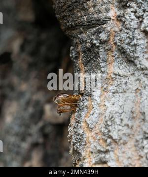 Leere Hornhautpupa, Sesia apiformis Pupa, die aus Aspenholz ragte, nachdem die Motte aufgetaucht war Stockfoto